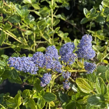 CEANOTHUS prostratus