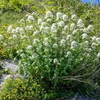 CENTRANTHUS ruber Alba