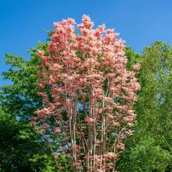 CEDRELA sinensis Flamingo