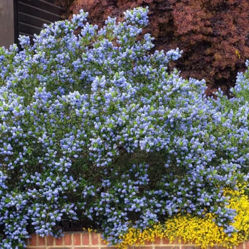 CEANOTHUS thyrsiflorus Skylark