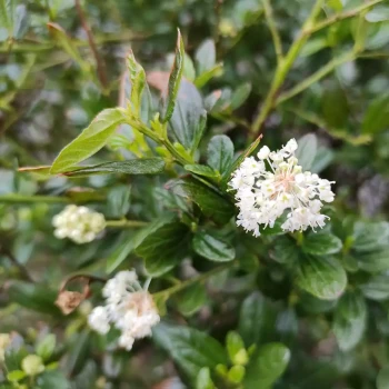 CEANOTHUS thyrsiflorus Snow Flurries