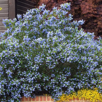 CEANOTHUS thyrsiflorus Victoria