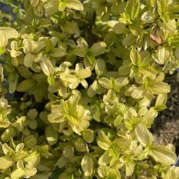 CEANOTHUS thyrsiflorus Zanzibar