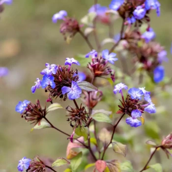 CERATOSTIGMA wilmottianum