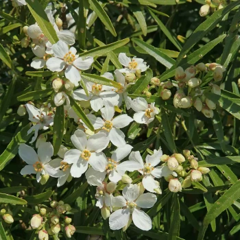 CHOISYA x dewitteana White Dazzler