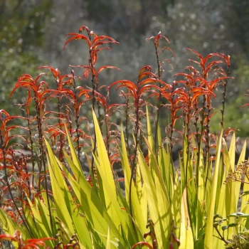 CHASMANTHE floribunda