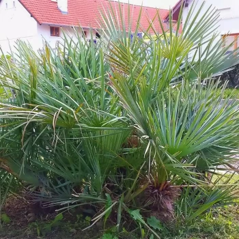 CHAMAEROPS humilis cerifera