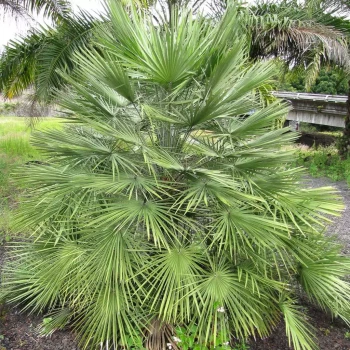 CHAMAEROPS humilis
