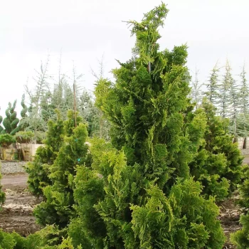 CHAMAECYPARIS obtusa Nana Gracilis
