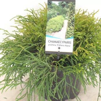 CHAMAECYPARIS pisifera Nana