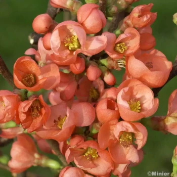 CHAENOMELES speciosa Falconnet Charlet
