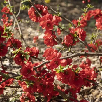 CHAENOMELES speciosa Rubra