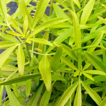 CHOISYA ternata Aztec Gold