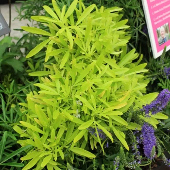 CHOISYA ternata Gold Finger