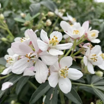 CHOISYA ternata Greenfingers