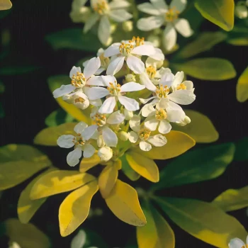 CHOISYA ternata Sundance