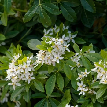 CHOISYA ternata
