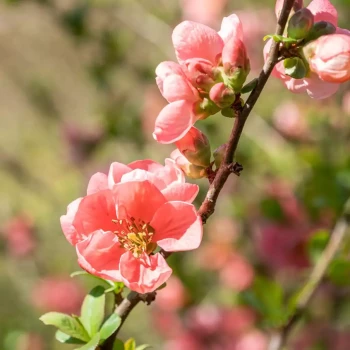 CHAENOMELES x superba Pink Lady