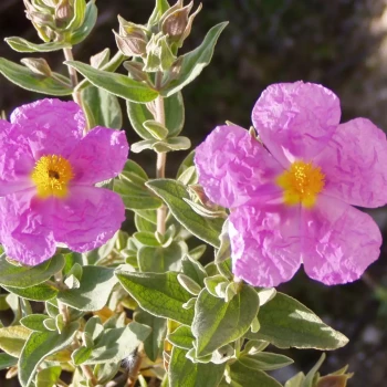 CISTUS albidus