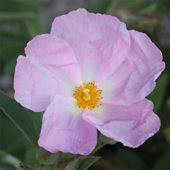 CISTUS x argenteus Peggy Sammons