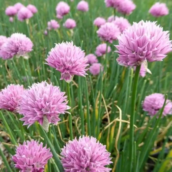 ALLIUM schoenoprasum