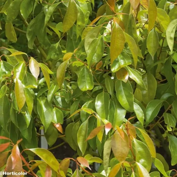 CINNAMOMUM camphora