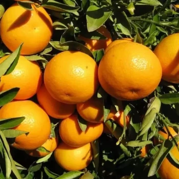 CITRUS clementina Encore