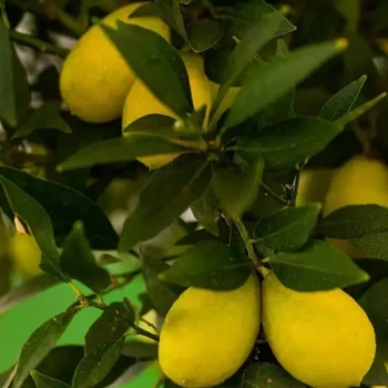 CITRUS x citrofortunella (Limequat) Lakeland