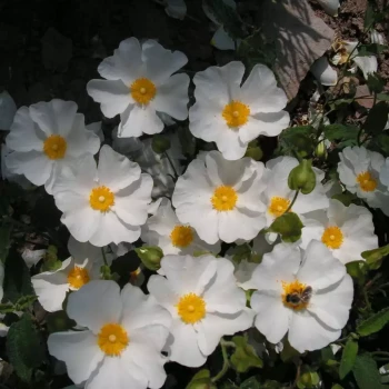 CISTUS x corbariensis
