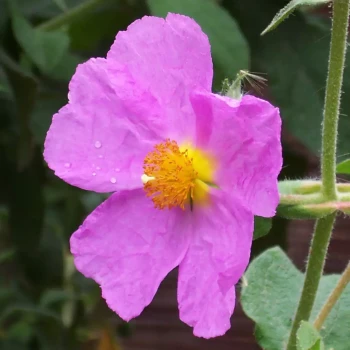 CISTUS creticus