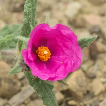 CISTUS crispus