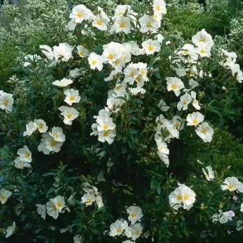 CISTUS florentinus