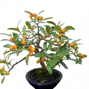 CITRUS fortunella Hindsii