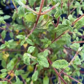 CISTUS laurifolius