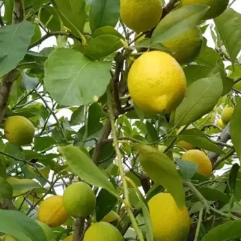 CITRUS limon Carrubaro
