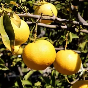 CITRUS limetta Pursha