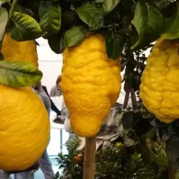 CITRUS medica