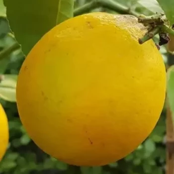 CITRUS x meyeri