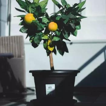 CITRUS mitis