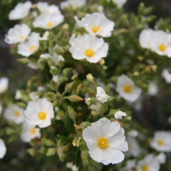 CISTUS monspeliensis