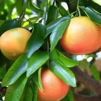 CITRUS x paradisi (Pomelo)
