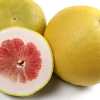 CITRUS paradisi Red Blush