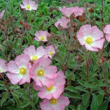 CISTUS parviflorus