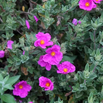 CISTUS x pulverulentus Crispus Sunset