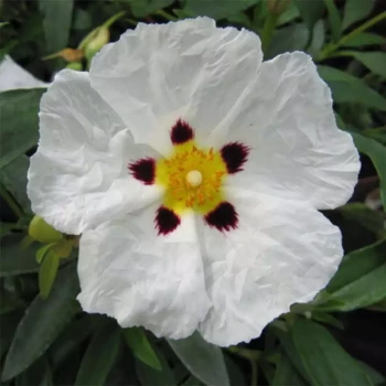 CISTUS x purpureus Alan Fradd