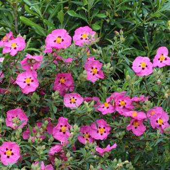 CISTUS x purpureus