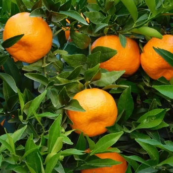 CITRUS reticulata (Mandarine) Deliciosa