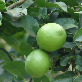 CITRUS severina Buxifolia