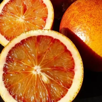 CITRUS sinensis Maltaise demi sanguine