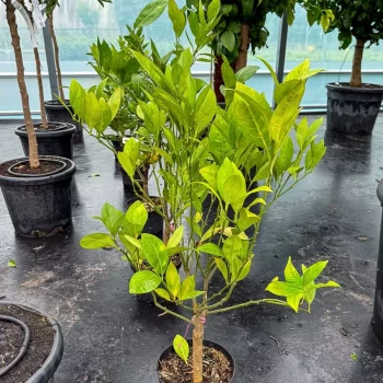 CITRUS sinensis (Orange) Washington Navel